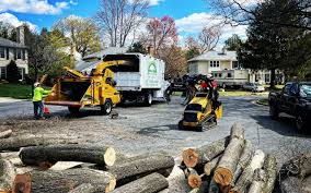Best Tree Mulching  in Kittredge, CO