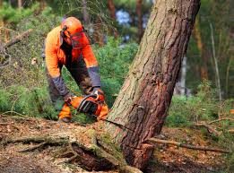 Best Commercial Tree Services  in Kittredge, CO