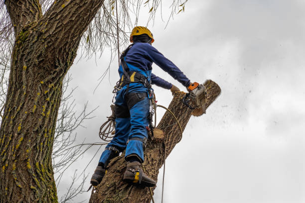 Best Arborist Consultation Services  in Kittredge, CO