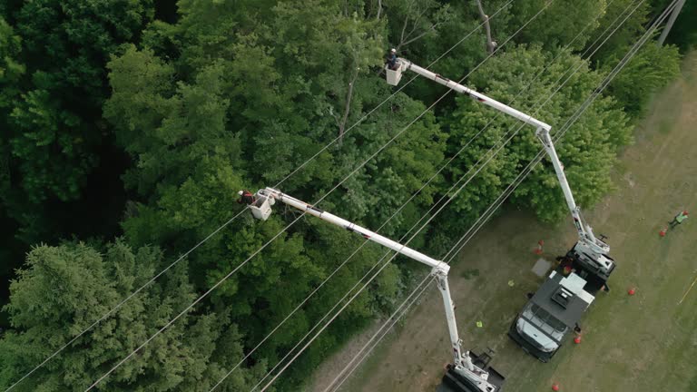 Best Tree Removal  in Kittredge, CO