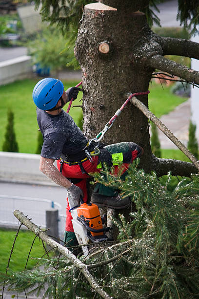 Best Tree Health Inspection  in Kittredge, CO