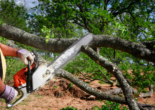 Best Emergency Tree Removal  in Kittredge, CO